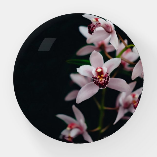 Orchid Flower Black background Paperweight (Front)