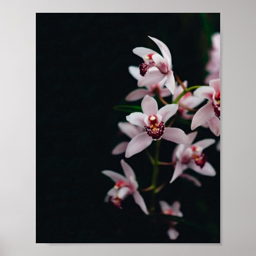 Orchid Flower Black background Poster