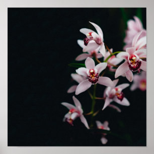 Orchid Flower Black background Poster