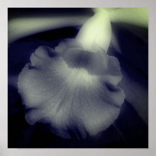 Orchid Flower High Contrast Black And White  Poster
