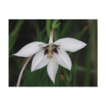 Orchid Flower Postcard
