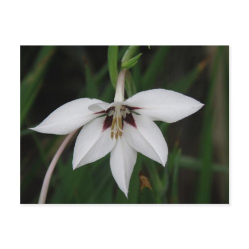 Orchid Flower Postcard
