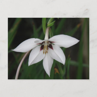 Orchid Flower Postcard