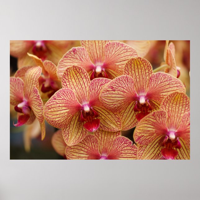 Orchid Flower Poster (Front)