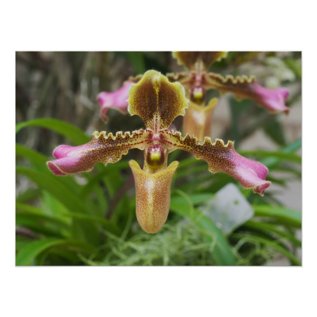 Orchid flower poster (Front)