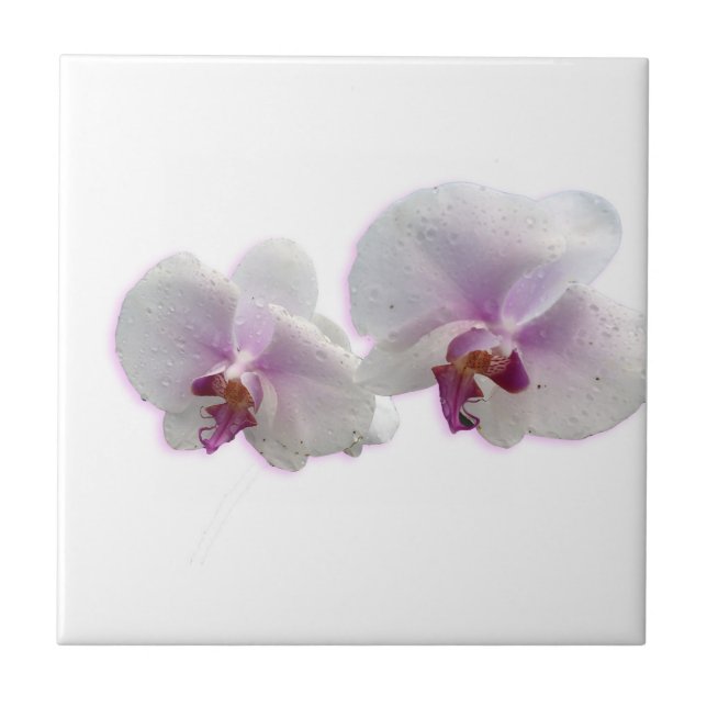 Orchid Flowers Ceramic Tile (Front)