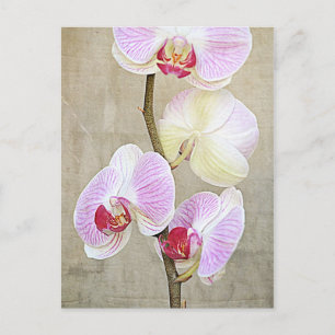 Orchid Flowers Postcard