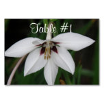 Orchid Flowers Table Number