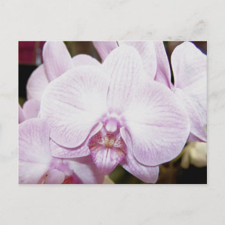 Orchid Four Postcard