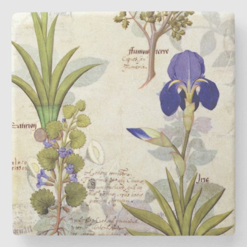 Orchid  Fumitory or Bleeding Heart Hedera  Iris Stone Coaster