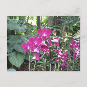 Orchid Garden,Singapore Postcard