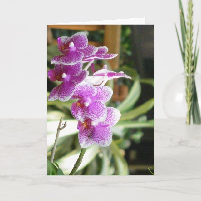 orchid greeting card flower art (Front)