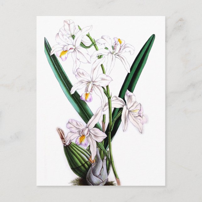 Orchid Laelia Albida, var Rosea Postcard (Front)