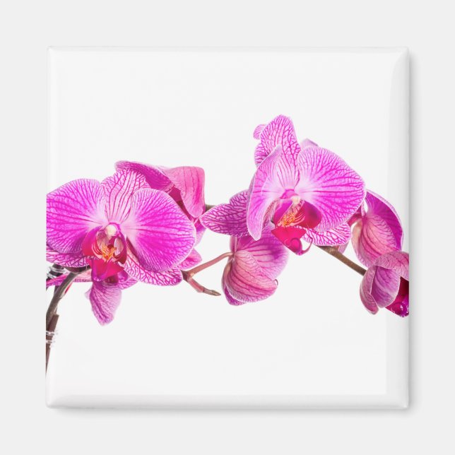Orchid Magnet (Front)