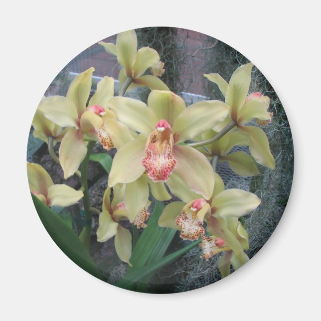Orchid Magnet (Front)