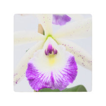 Orchid