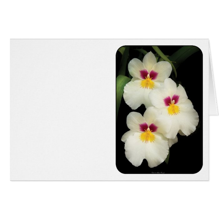 Orchid   Miltoniopsis   The Three Amigos Greeting Cards