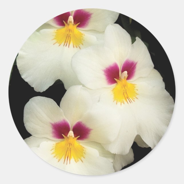 Orchid - Miltoniopsis - The Three Amigos Classic Round Sticker (Front)