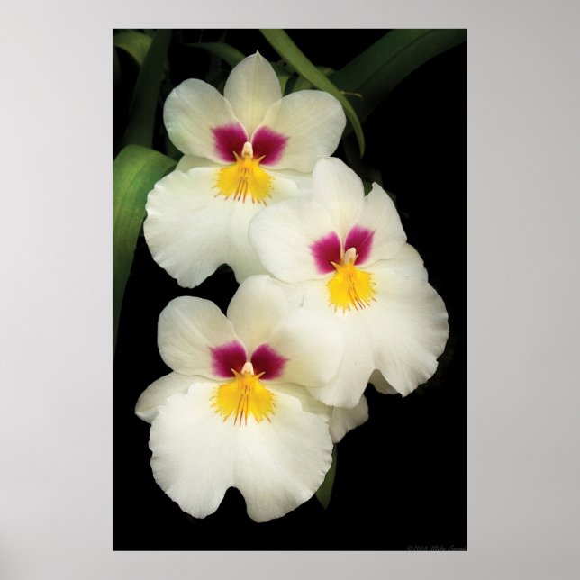 Orchid - Miltoniopsis -  The Three Amigos Poster (Front)
