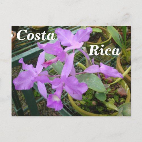 Orchid __ National Flower of Costa Rica Postcard
