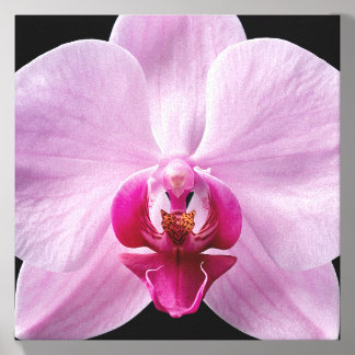 Orchid on Black Background Canvas Photo Tile