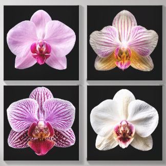 Orchid on Black Background Canvas Photo Tile