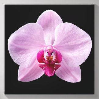 Orchid on Black Background Canvas Photo Tile