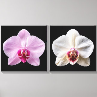 Orchid on Black Background Canvas Photo Tile