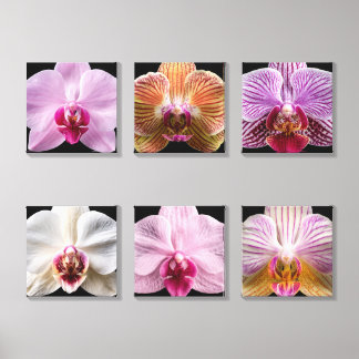 Orchid on Black Background Canvas Photo Tile