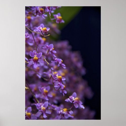 Orchid Oncidium Twinkle Poster