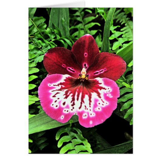 Orchid Orchid Orchid Cards (Front)