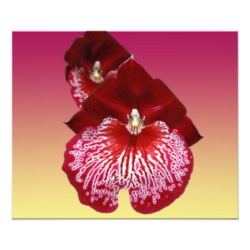 Orchid Pair Semi_Gloss Poster