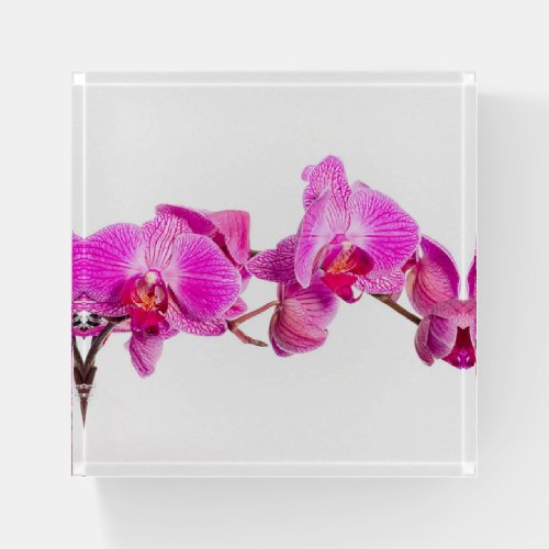 Orchid Paperweight