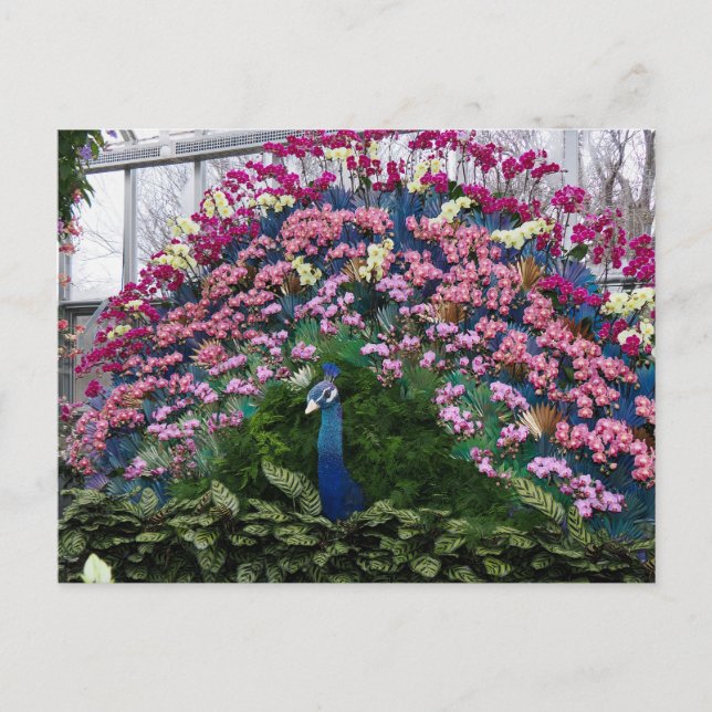 Orchid Peacock Postcard (Front)