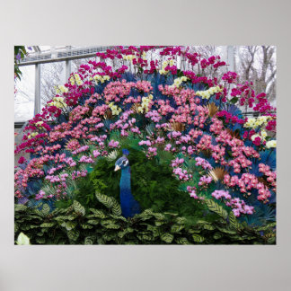 Orchid Peacock Poster
