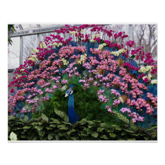 Orchid Peacock Poster