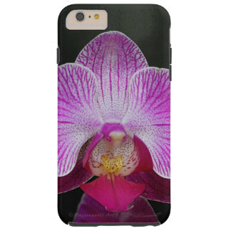 Orchid Phalae iPhone 6 Plus, Tough Case