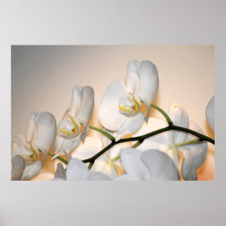 Orchid Phalae Sogo Art Poster -60x40 -or smaller