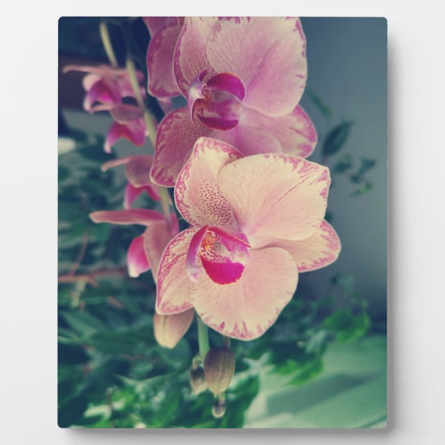 Orchid phalaenopsis ppolka dot pink flowers floral plaque (Front)