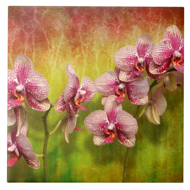 Orchid - Phalaenopsis - Simply a delight Tile (Front)