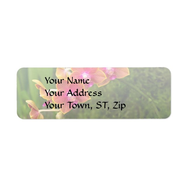 Orchid - Phalaenopsis - Tying Shin Cupid Label (Front)