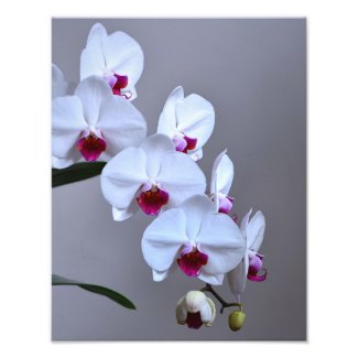 Orchid Photo Print