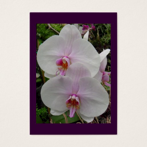 Customizable Orchid - Pink Blossom (Colossians 2:3) Business Card Template