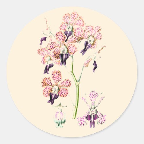 Orchid Pink purple vintage botanical illustration  Classic Round Sticker
