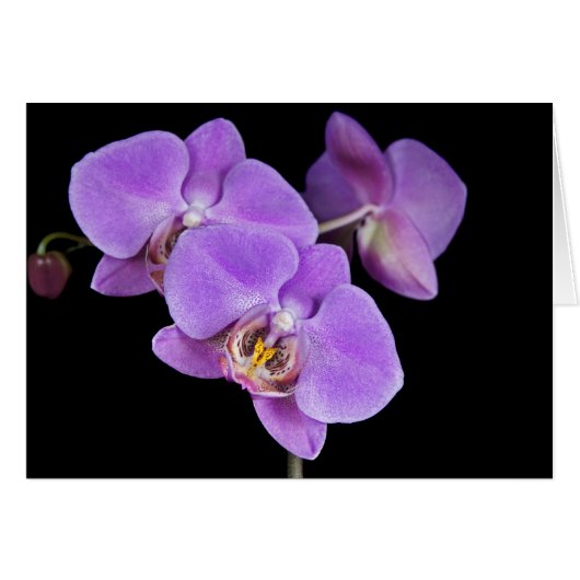 Orchid Pinks Cards (Front Horizontal)