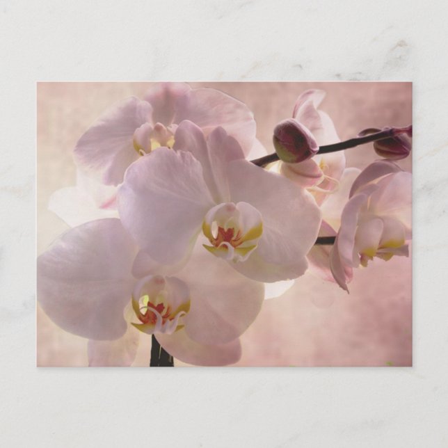 Orchid Postacrd Postcard (Front)
