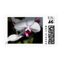Orchid Postage Stamp stamp