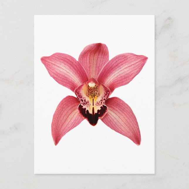 Orchid Postcard (Front)
