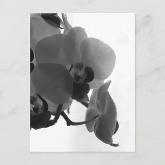 Orchid Postcard