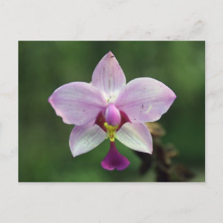 Orchid Postcard